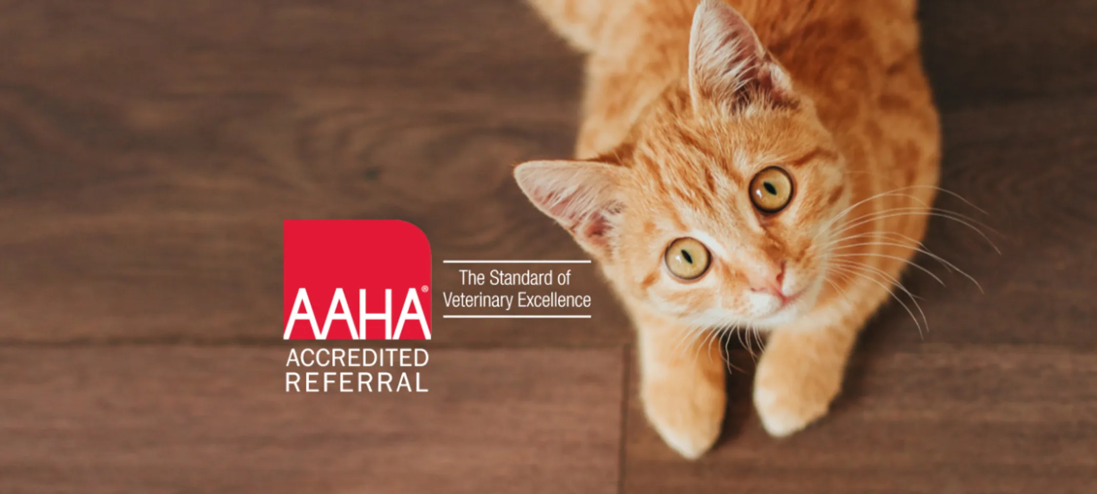 Orange Cat Lying Down Looking Up next to AAHA Accredited Referral Logo